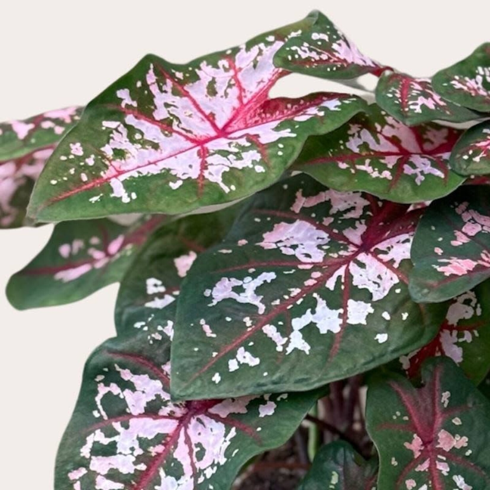 Caladium - Carolyn Whorton