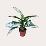 Aglaonema - Silver Bay