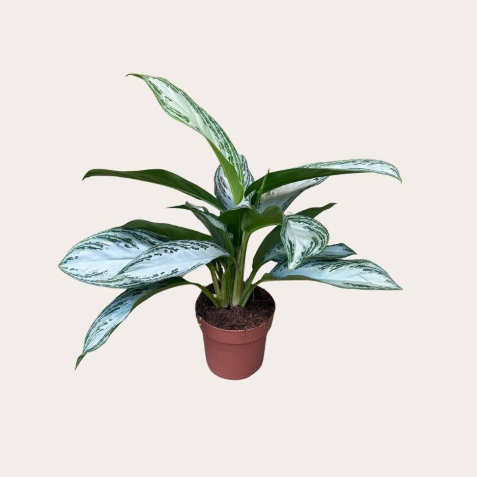 Aglaonema - Silver Bay