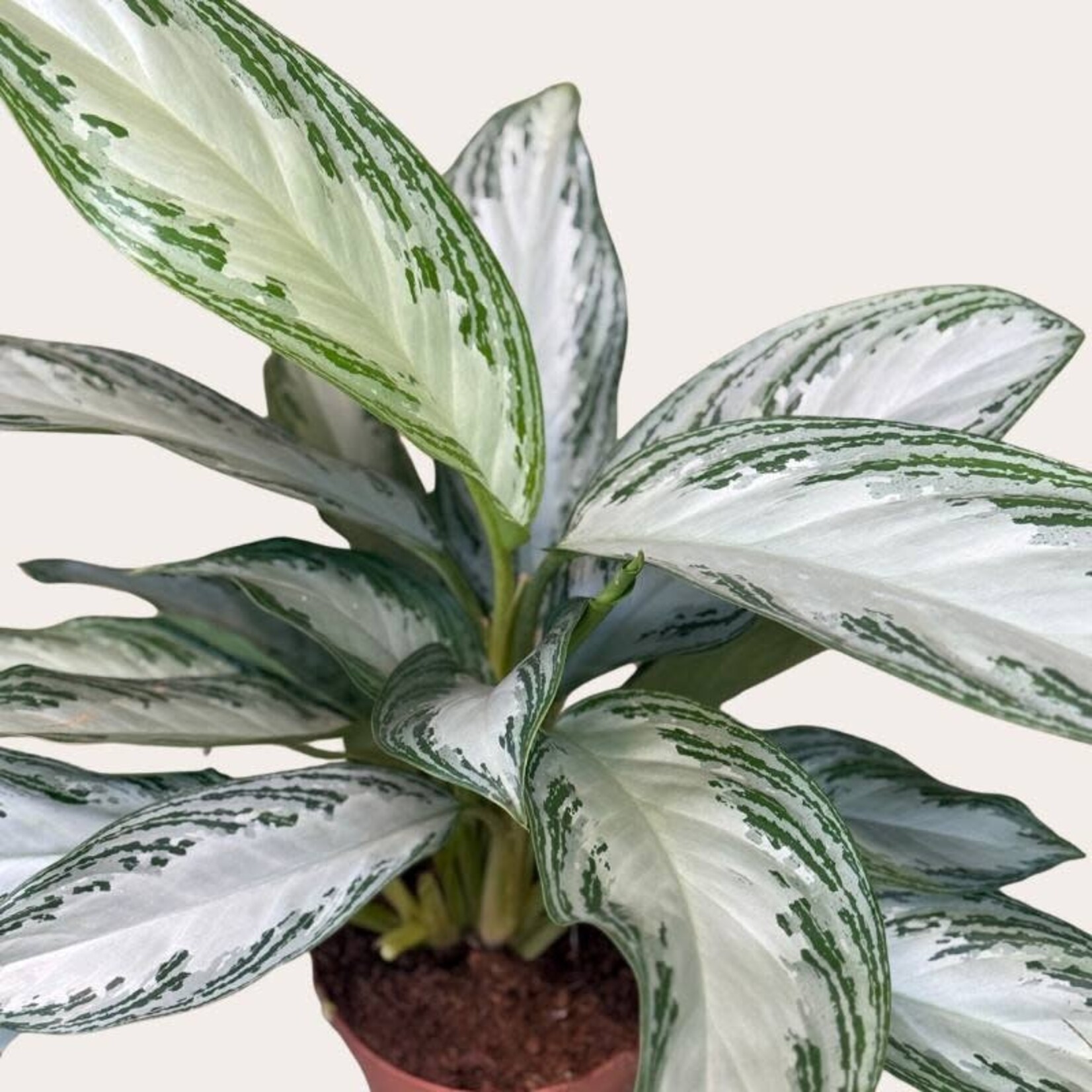 Aglaonema - Silver Bay