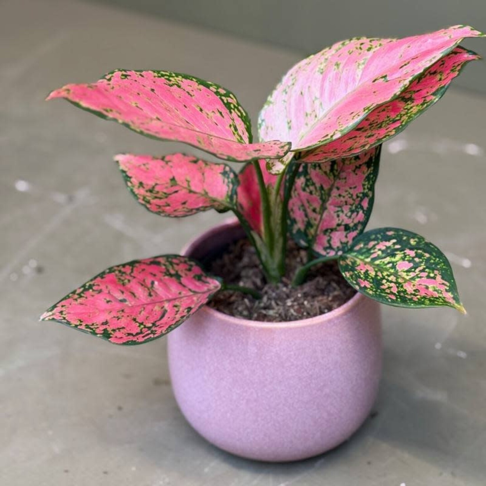 Aglaonema - Crimson love