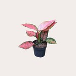 Aglaonema - Crimson love