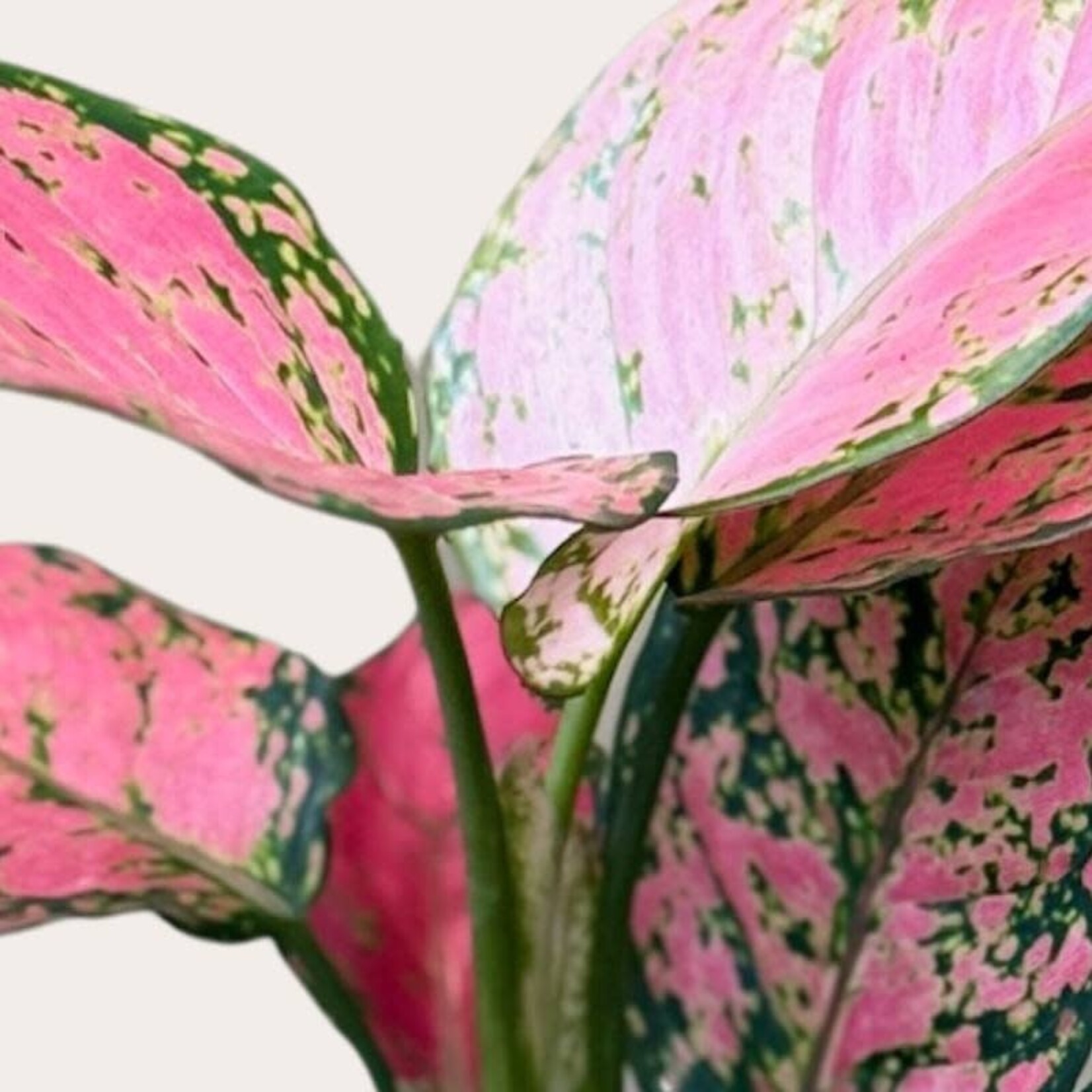 Aglaonema - Crimson love