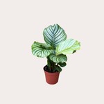 Calathea - Orbifolia - S