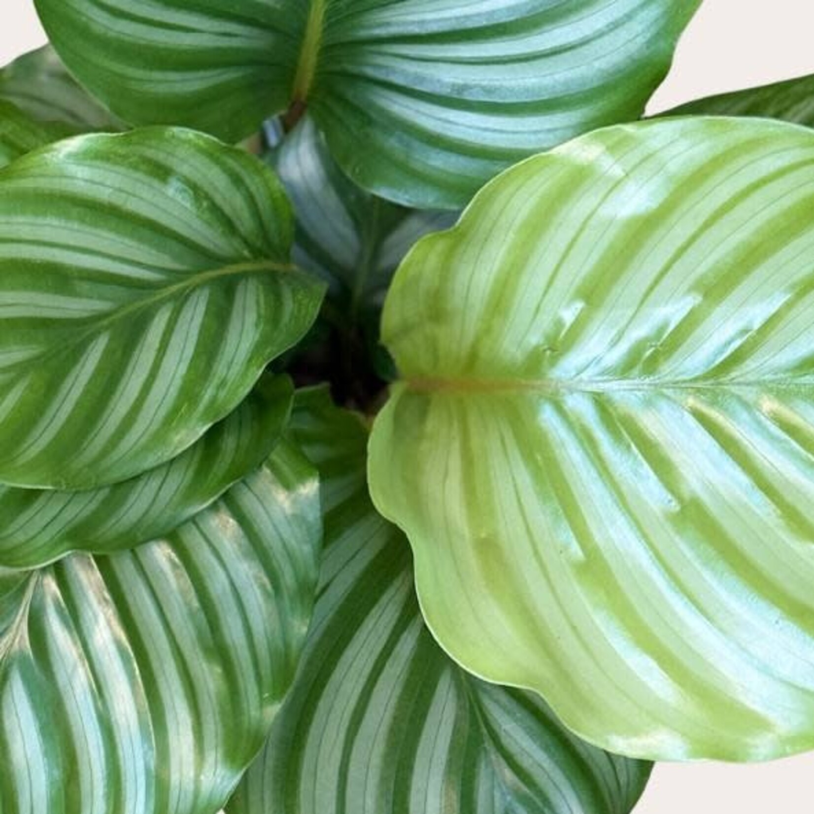 Calathea - Orbifolia - S