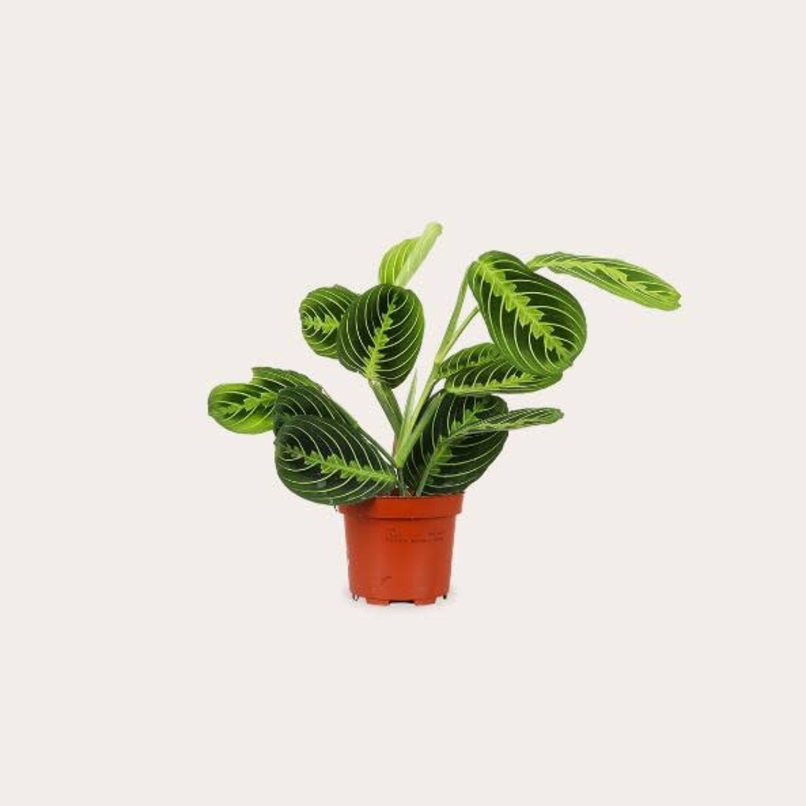 Maranta - Leuconeura (Lemon lime)