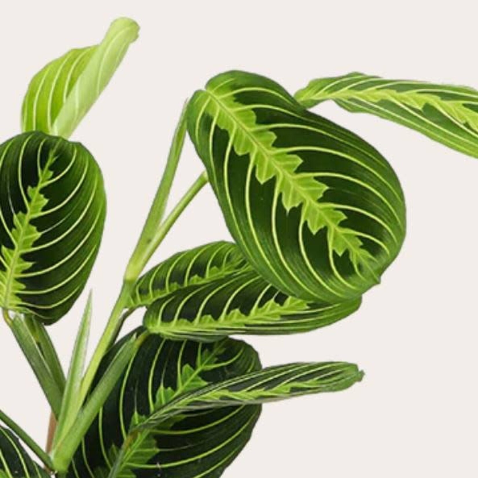 Maranta - Leuconeura (Lemon lime)