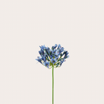 Zijden bloem - Agapanthus blauw