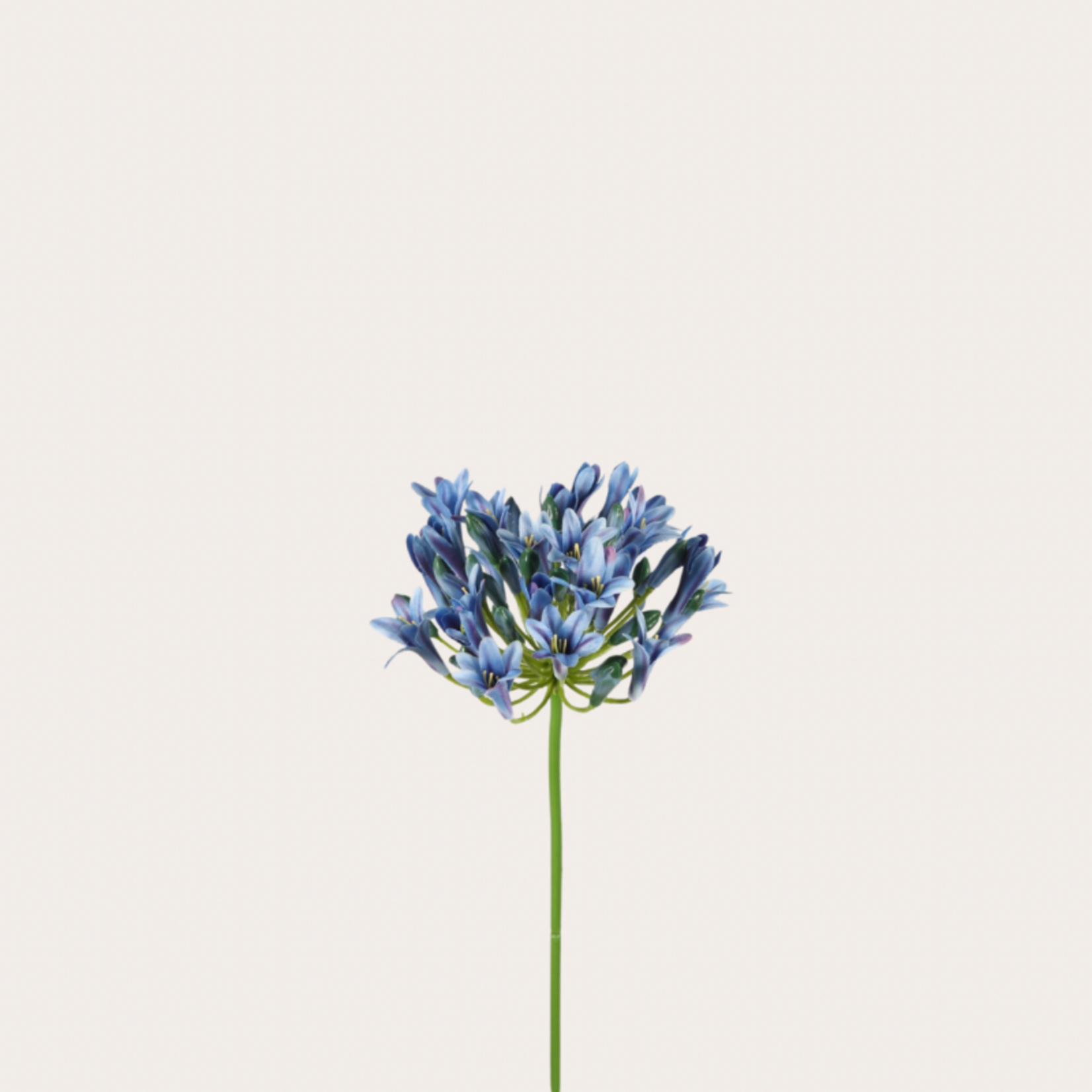 Zijden bloem - Agapanthus blauw