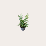 Didymochlaena - Trunculata