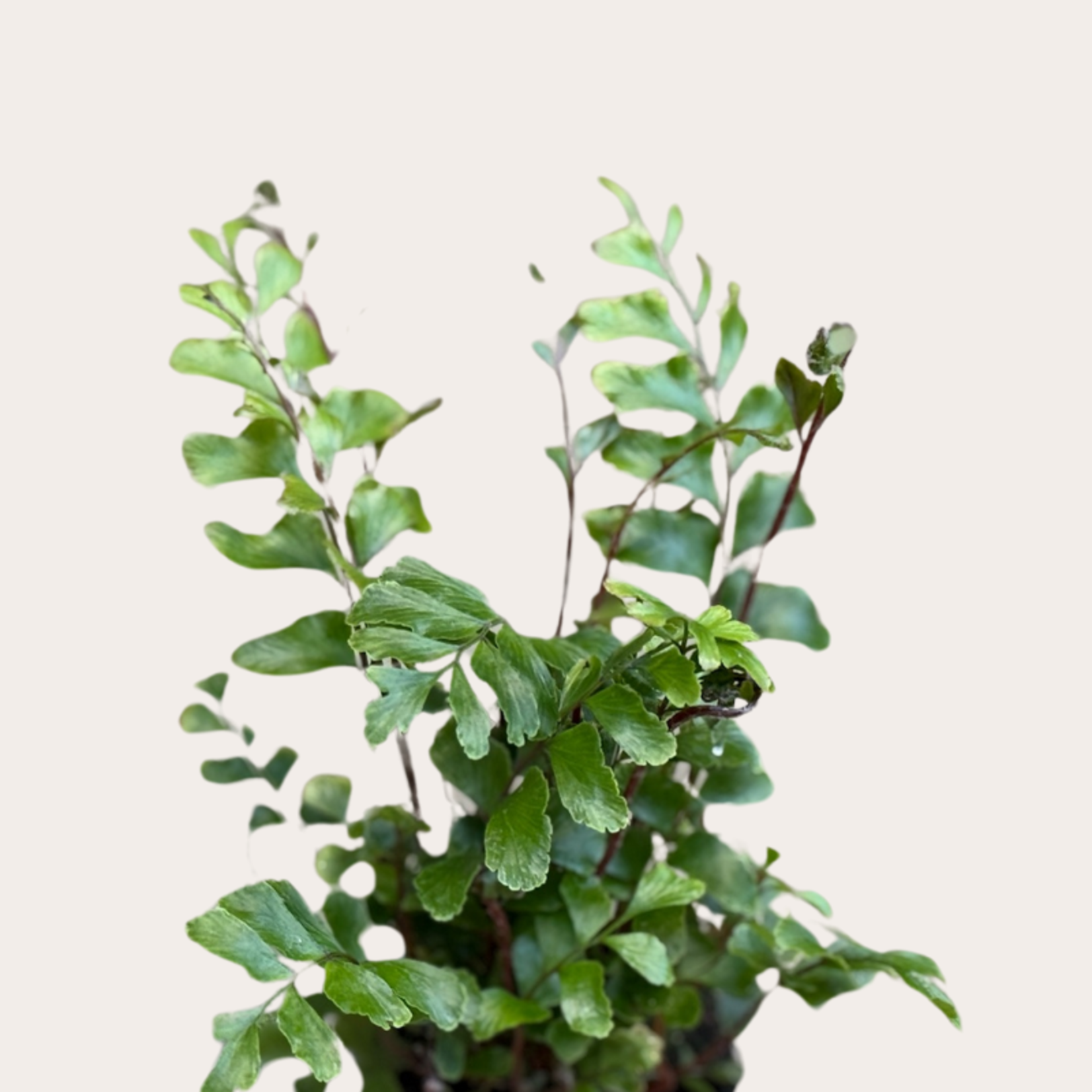 Didymochlaena - Trunculata