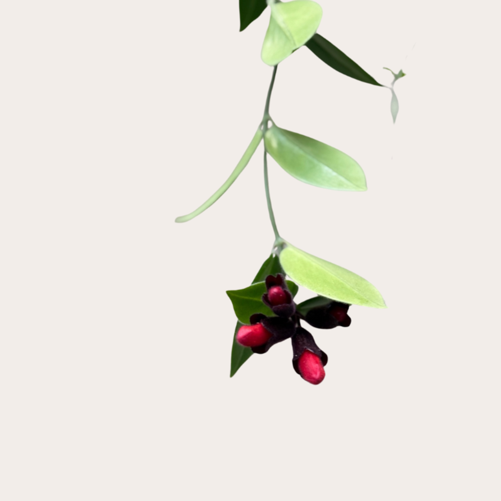 Aeschynanthus - Mona Lisa M