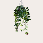 Aeschynanthus - Mona Lisa M