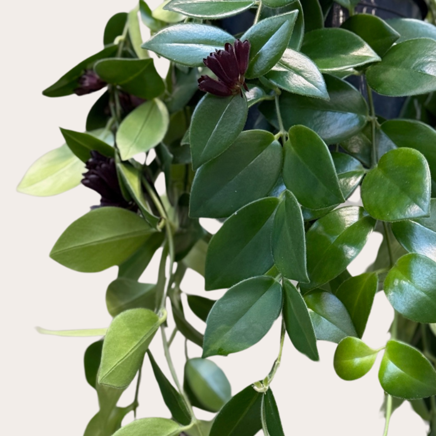 Aeschynanthus - Mona Lisa M