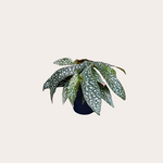 Begonia - Double dots