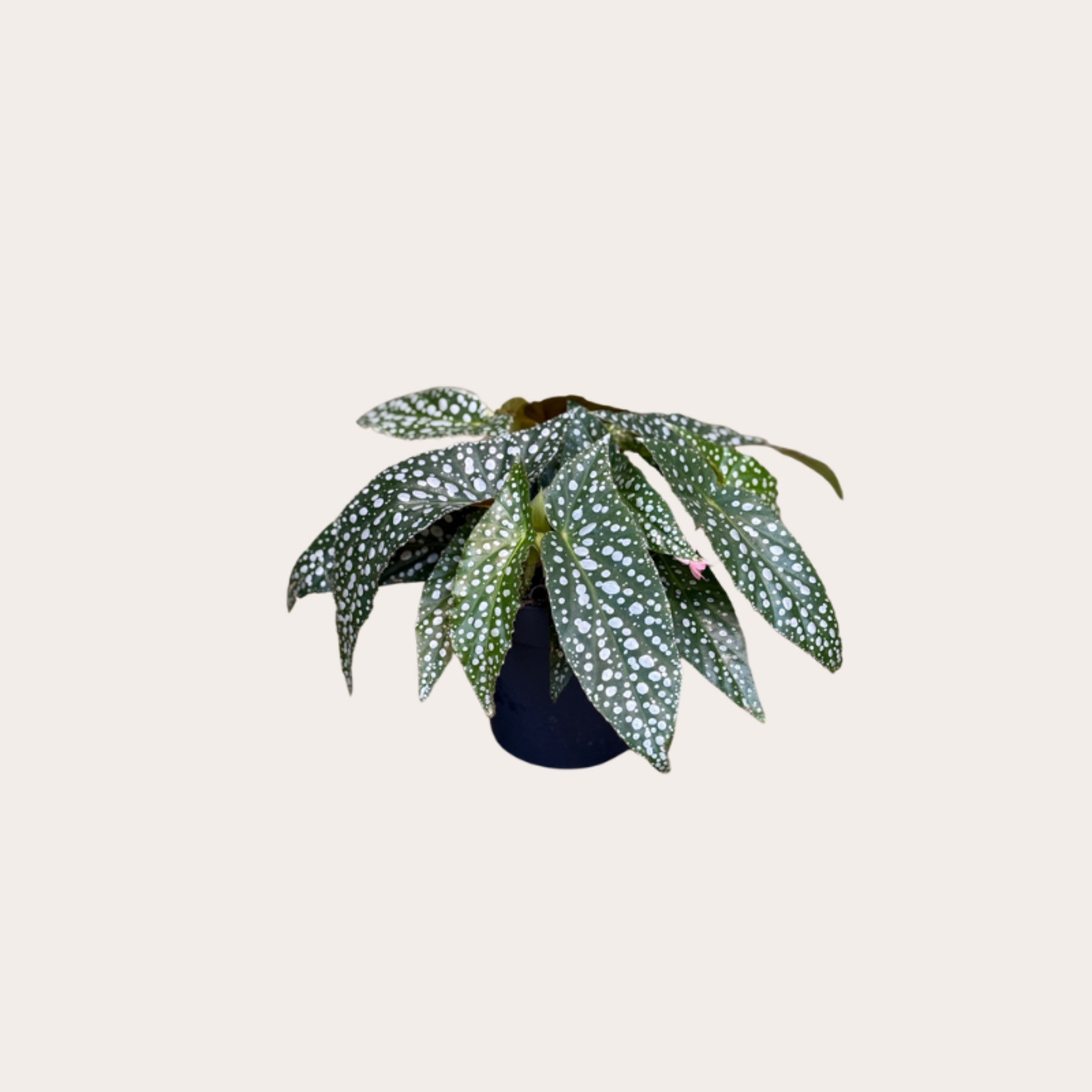 Begonia - Double dots