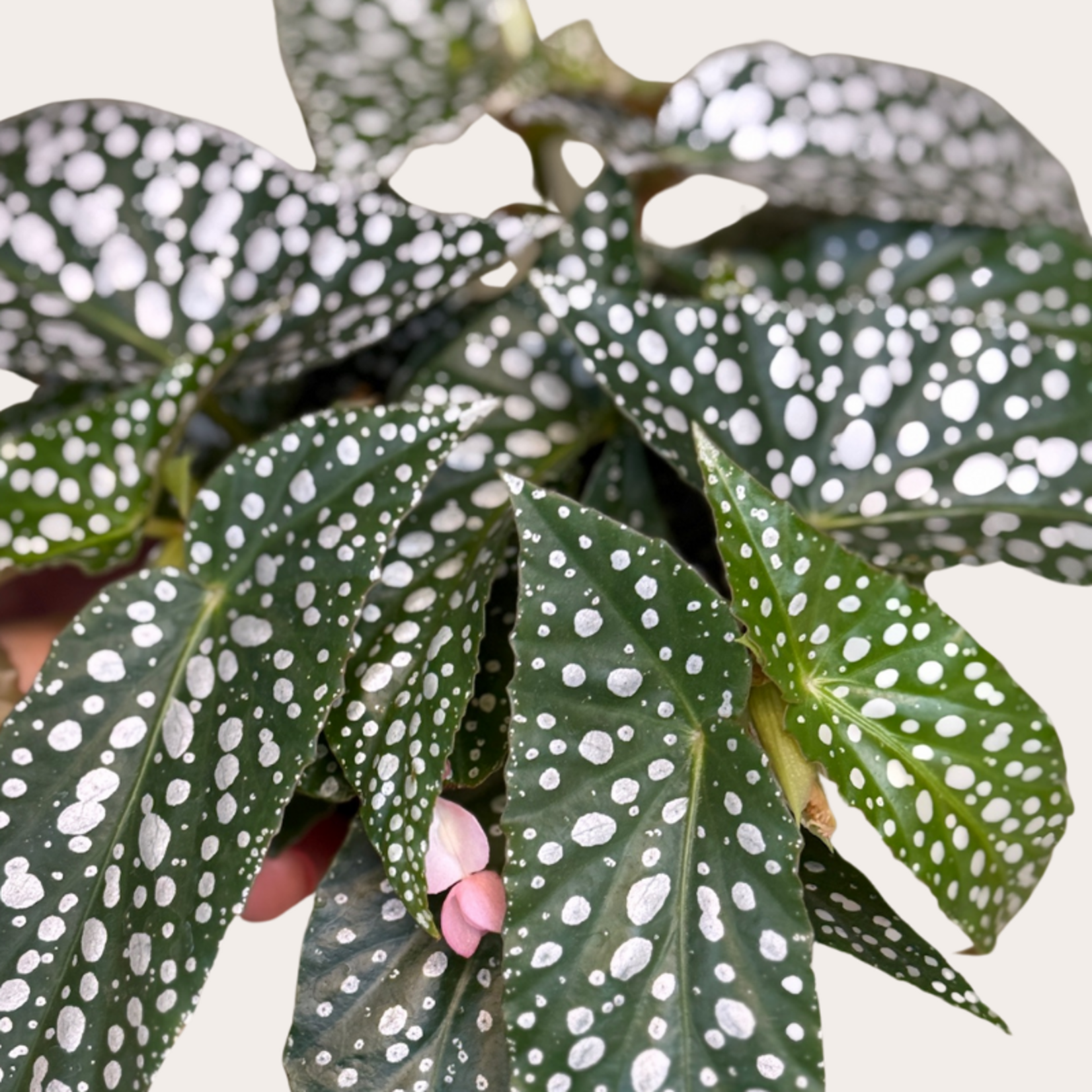 Begonia - Double dots