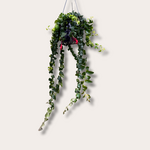 Aeschynanthus - Rasta