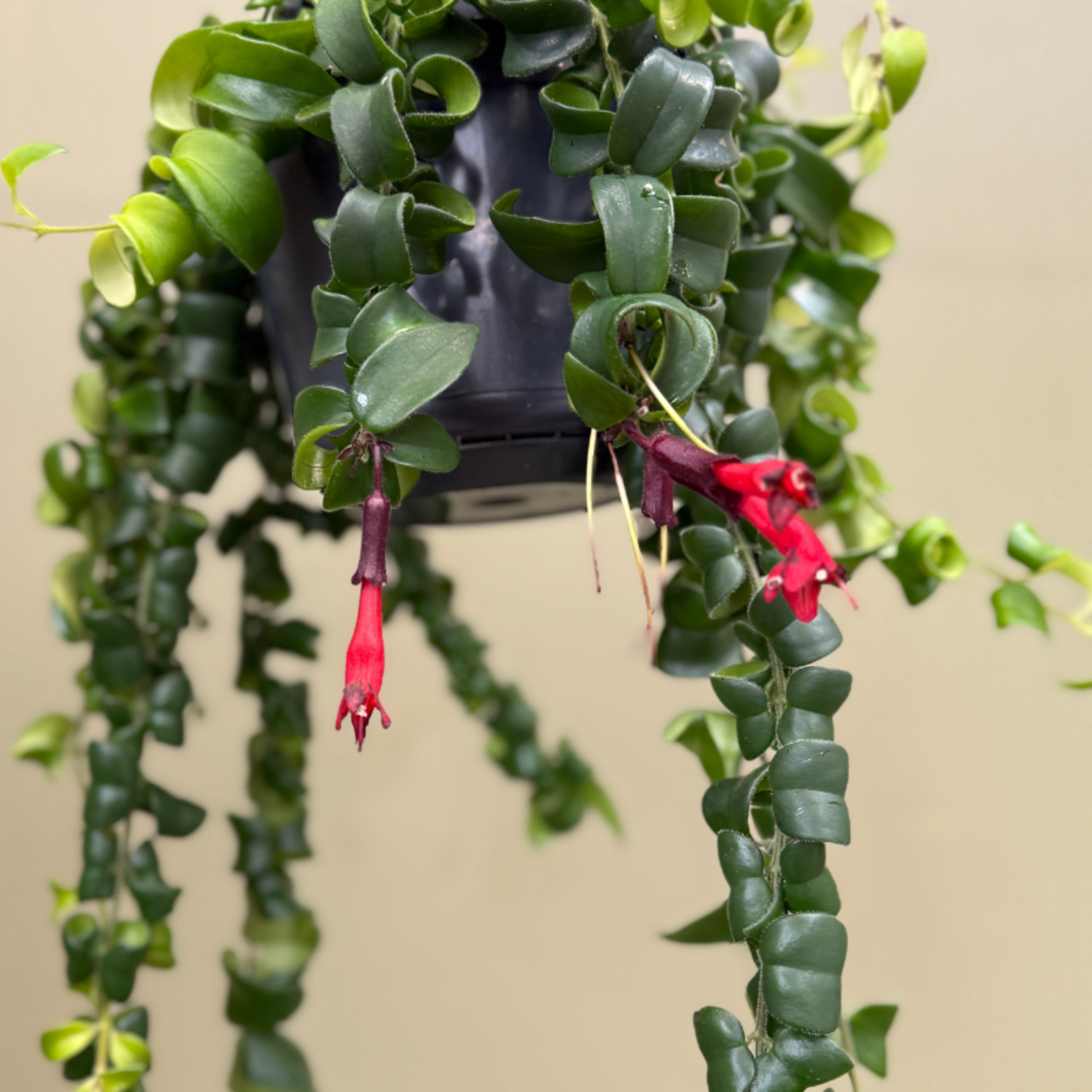 Aeschynanthus - Rasta
