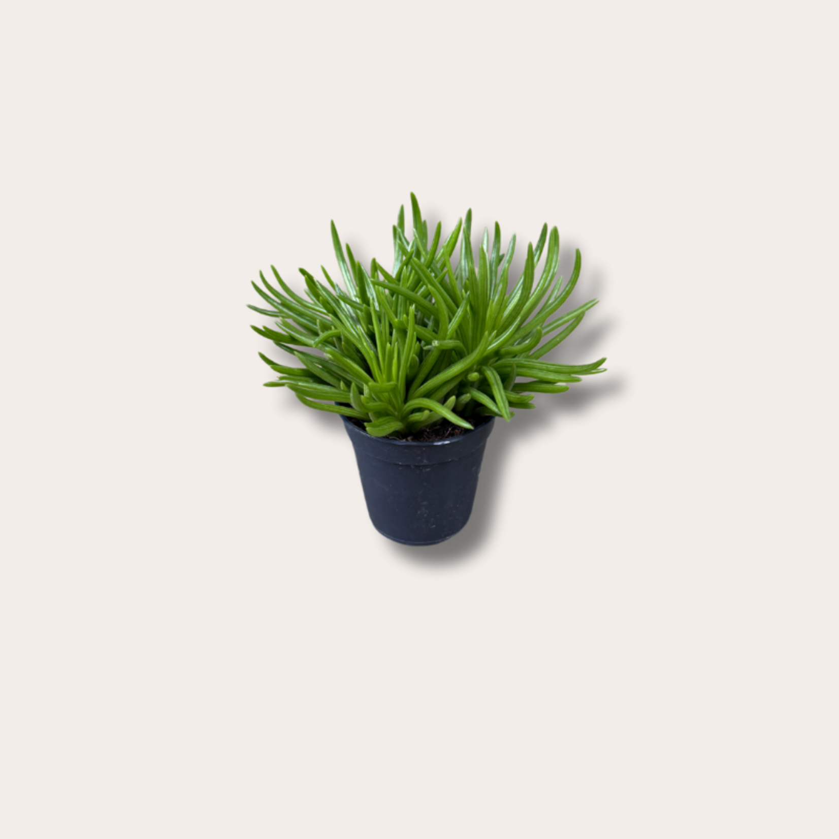 Senecio archeri "Himalaya"