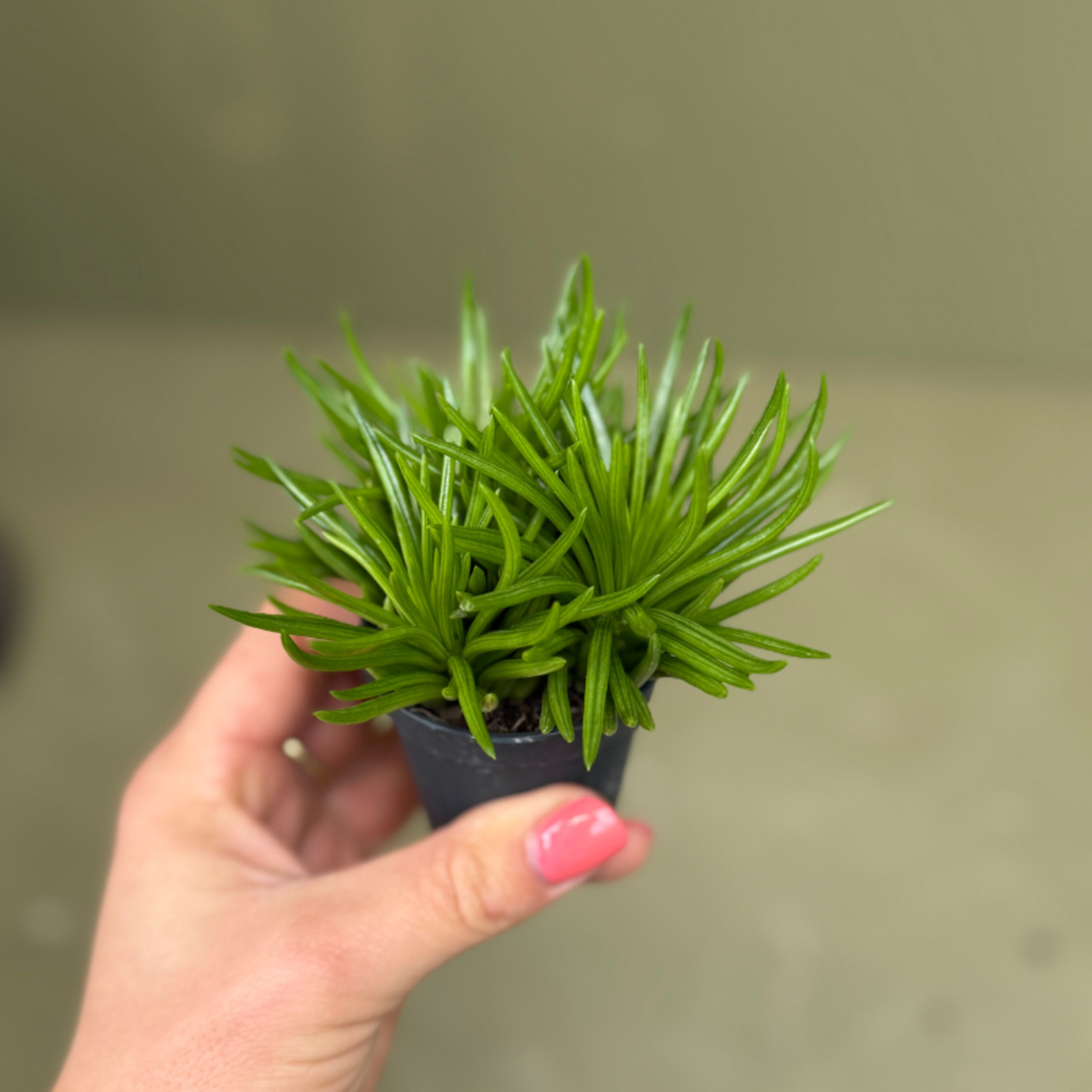 Senecio archeri "Himalaya"