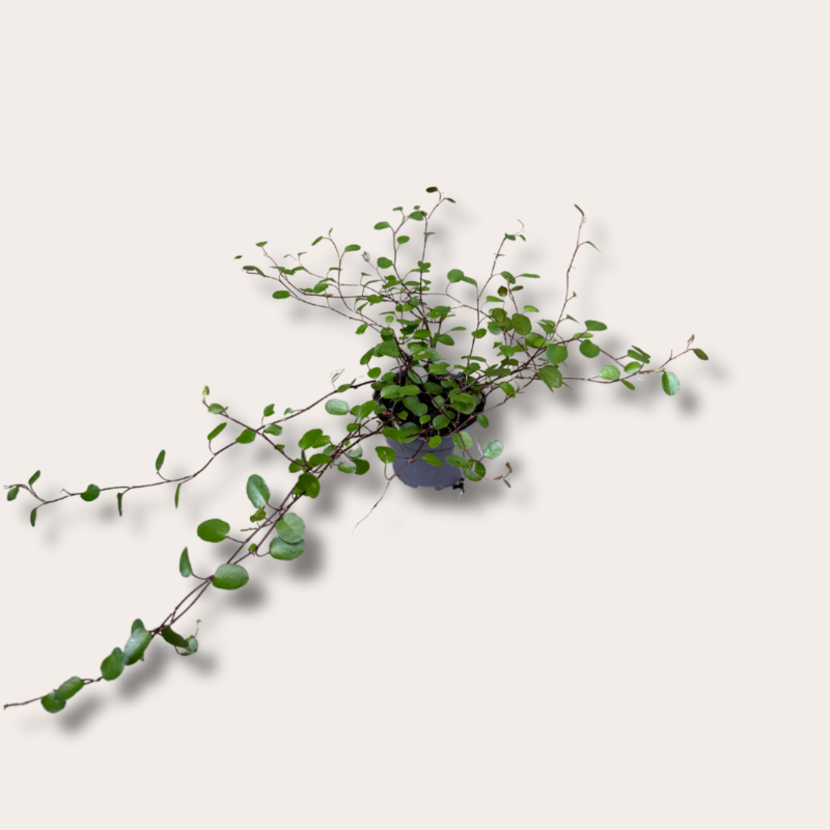 Muehlenbeckia - mini