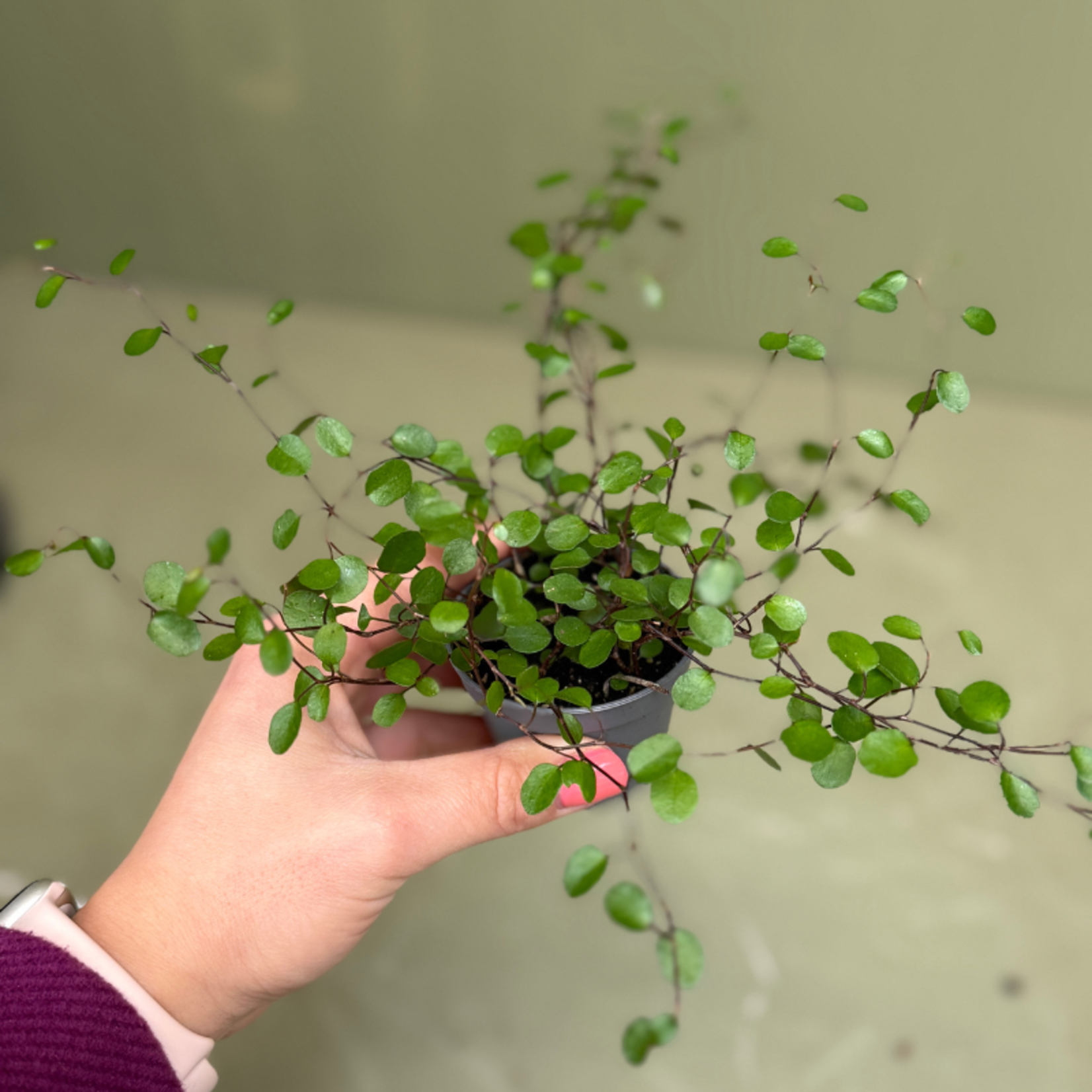 Muehlenbeckia - mini