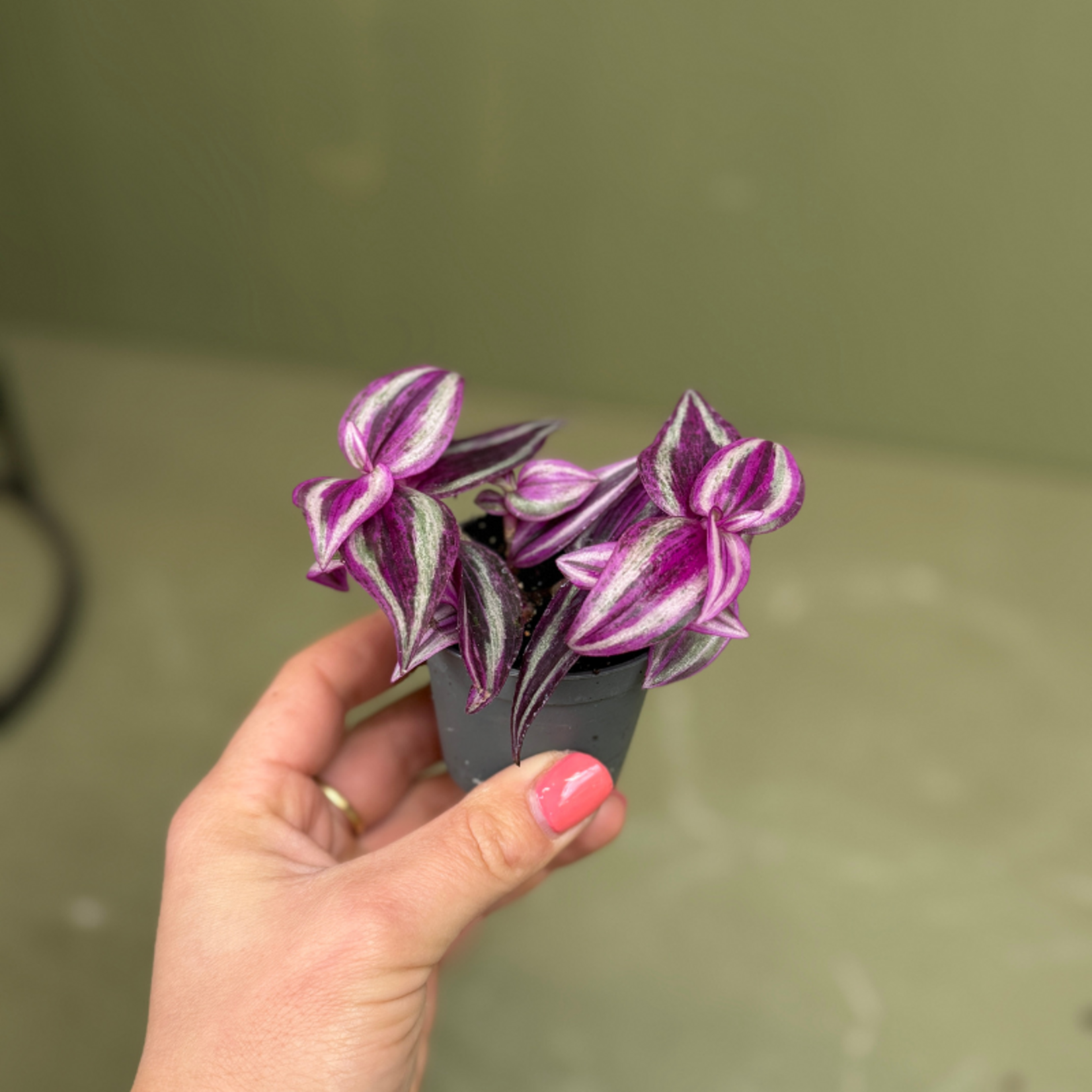 Tradescantia "pink paradise"