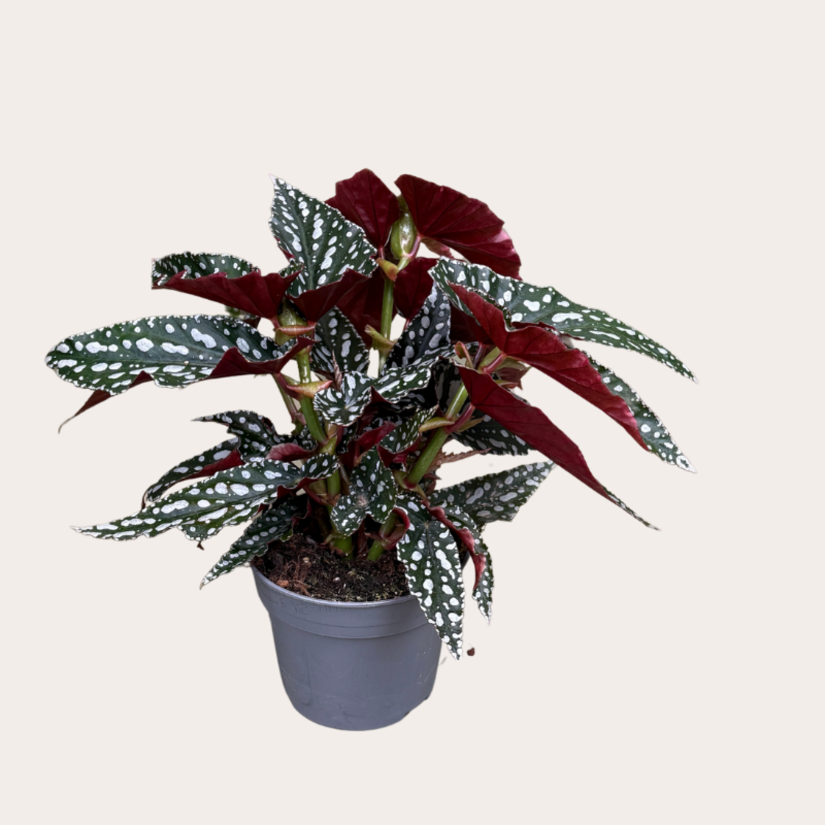 Begonia "Spotlight green"
