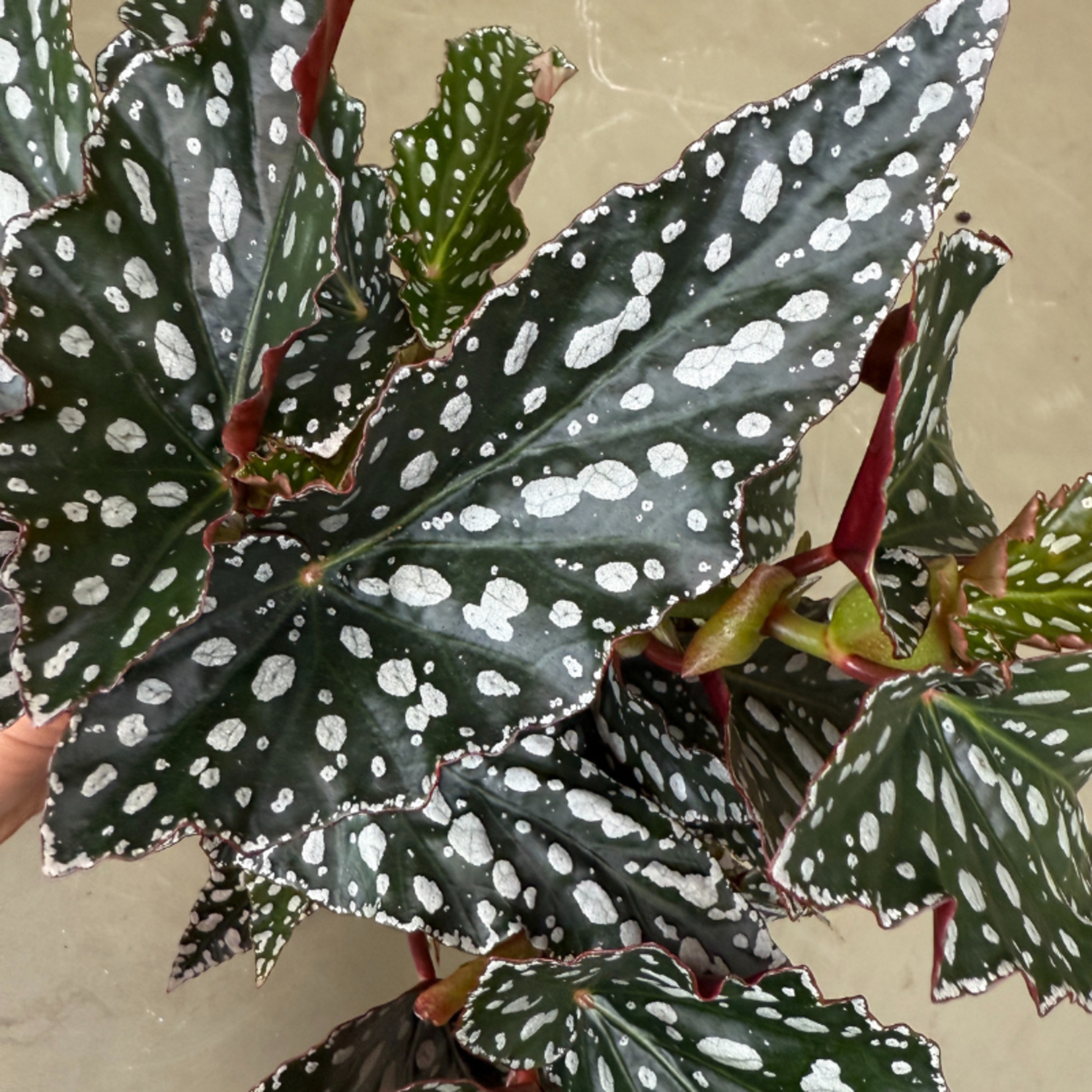 Begonia "Spotlight green"