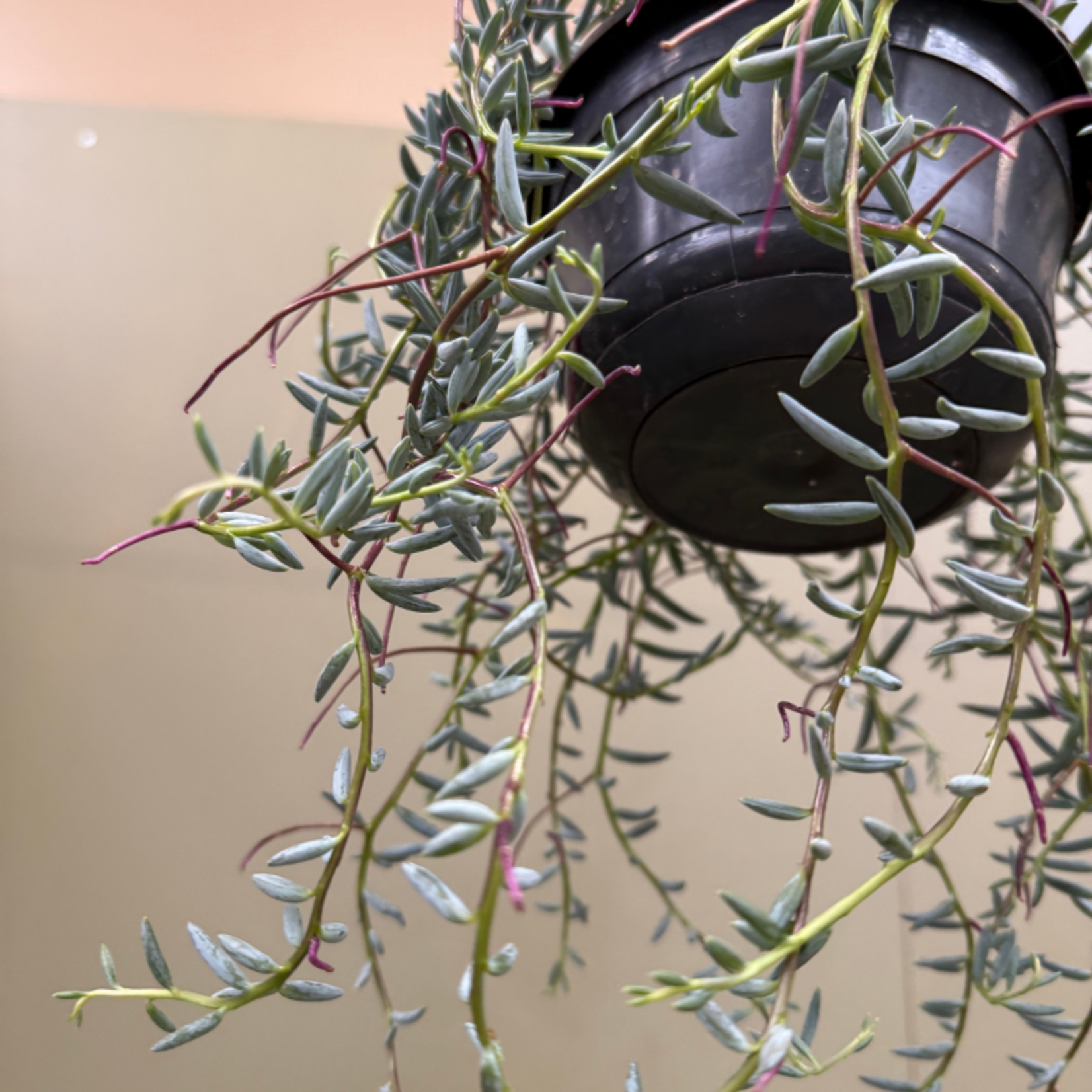 Senecio Halianus