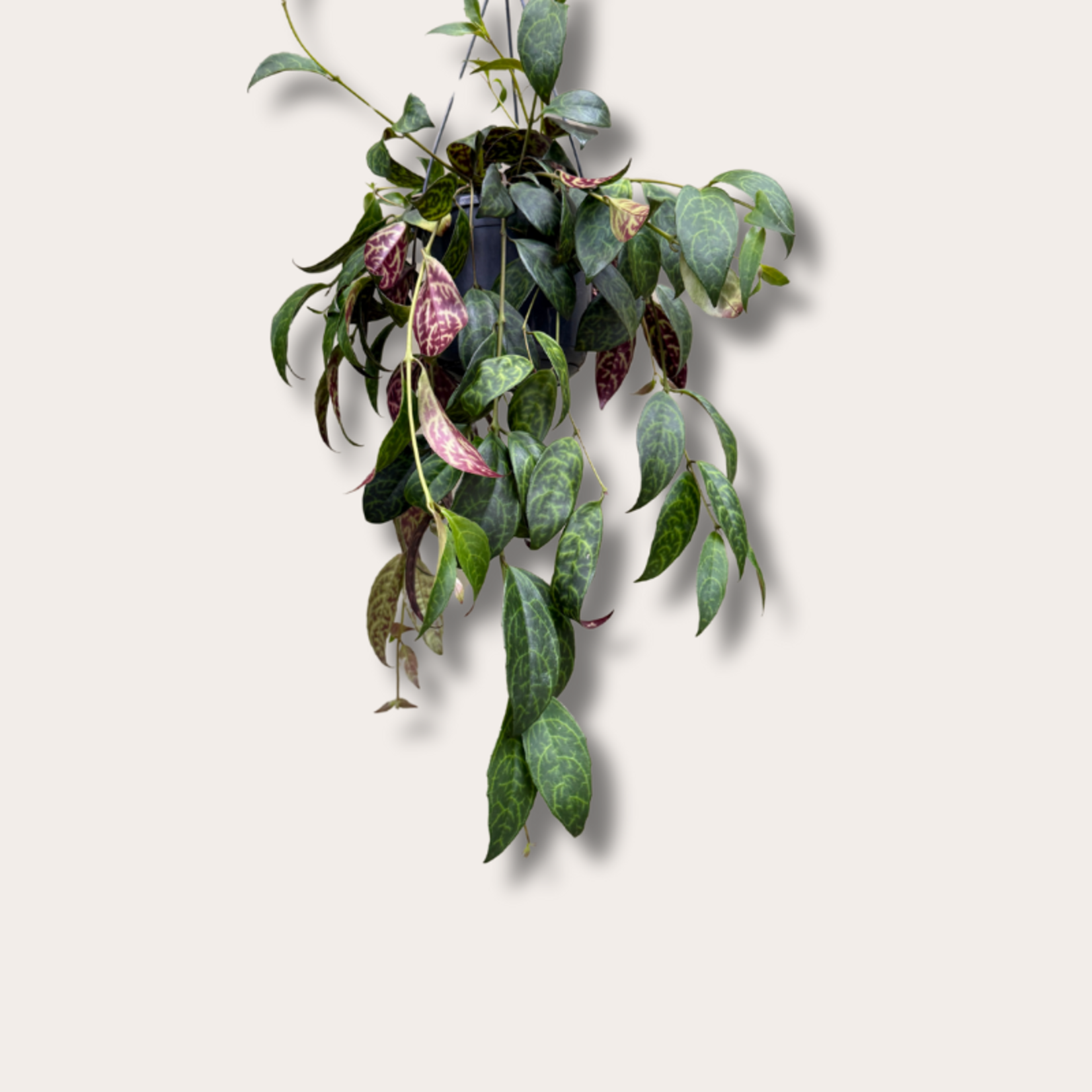 Aeschynanthus marmoratus