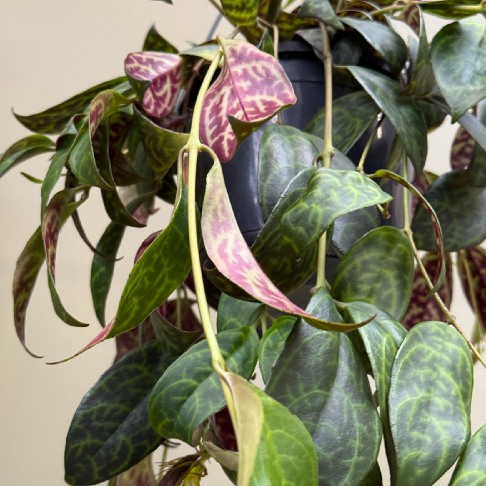 Aeschynanthus marmoratus
