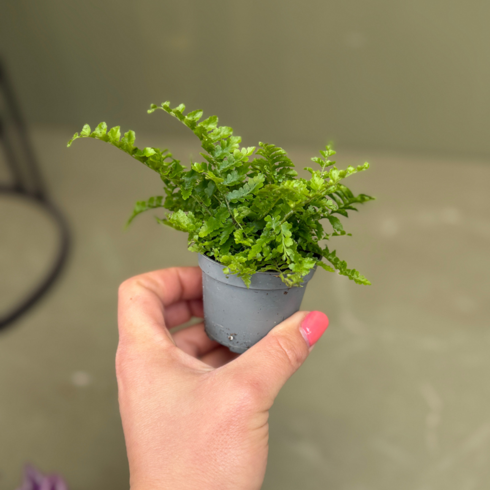 Nephrolepis exal fluffy