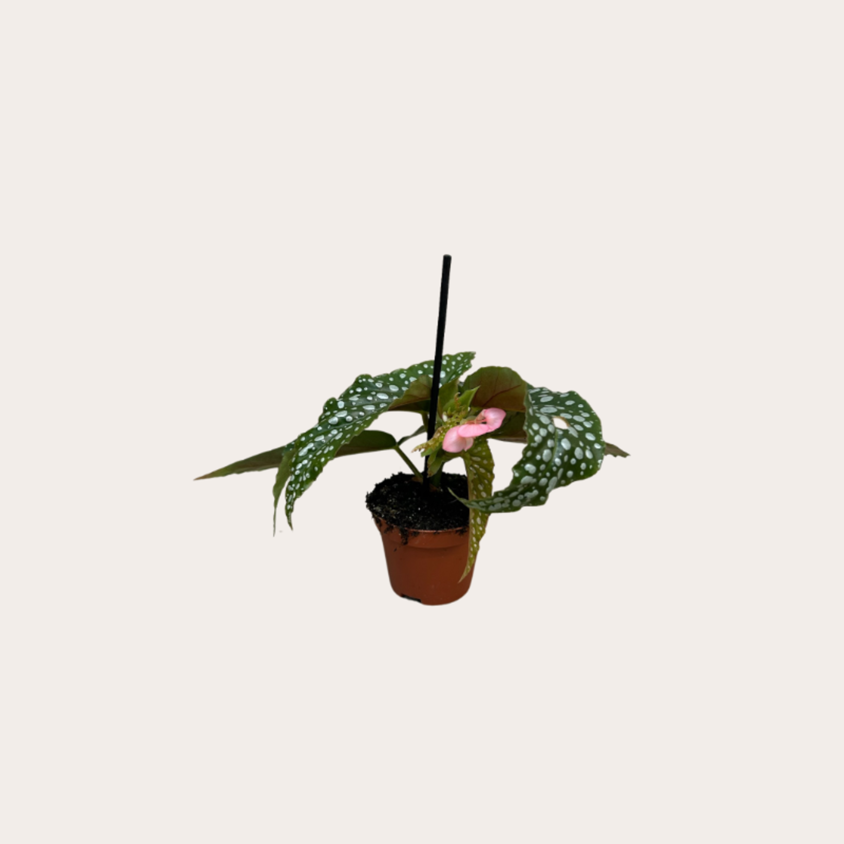 Begonia - Silver Spot - mini