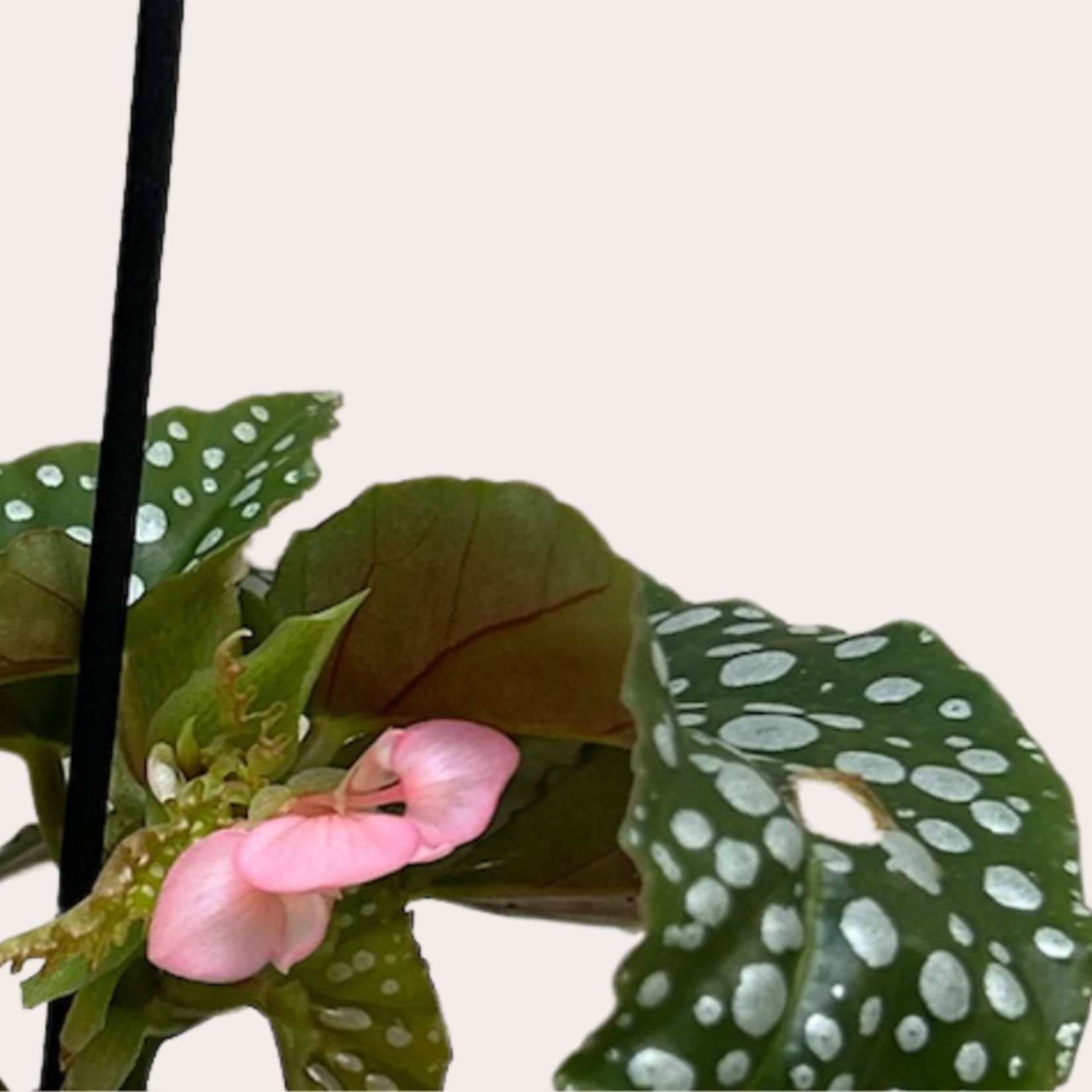 Begonia maculata - Silver Spot - mini