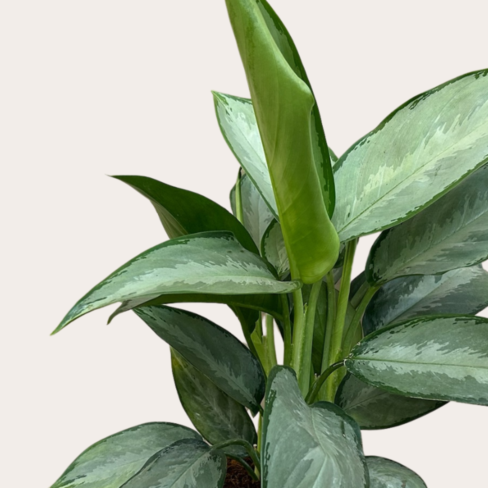 Aglaonema - Silverado