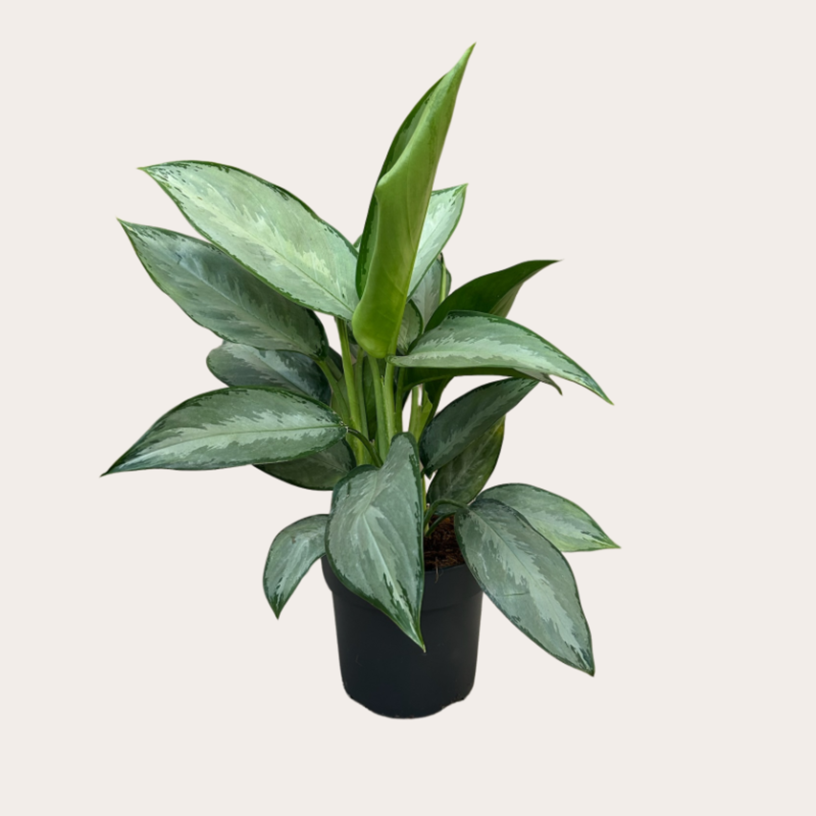 Aglaonema - Silverado