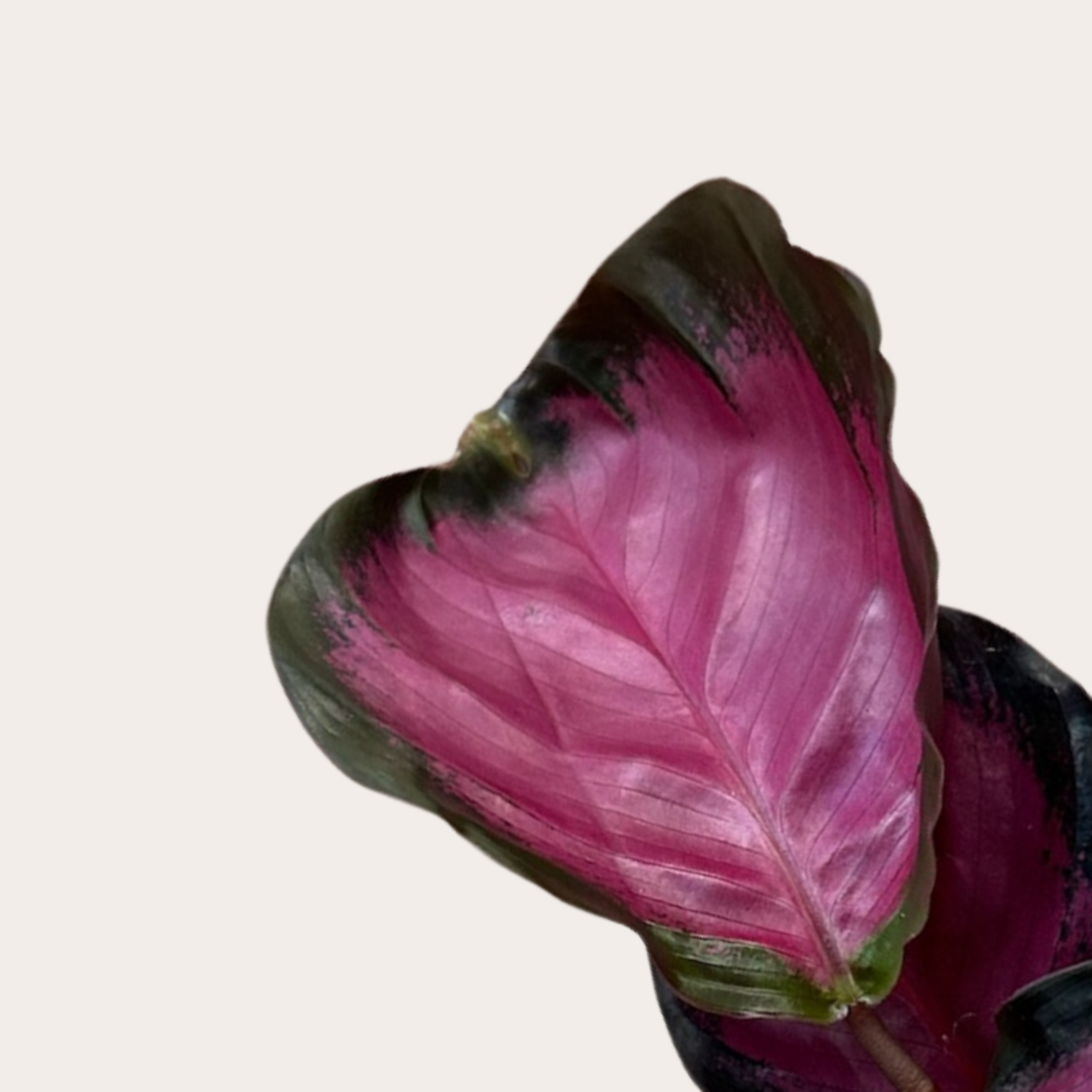 Calathea - Dottie - mini