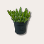 Hylocereus Andatus M