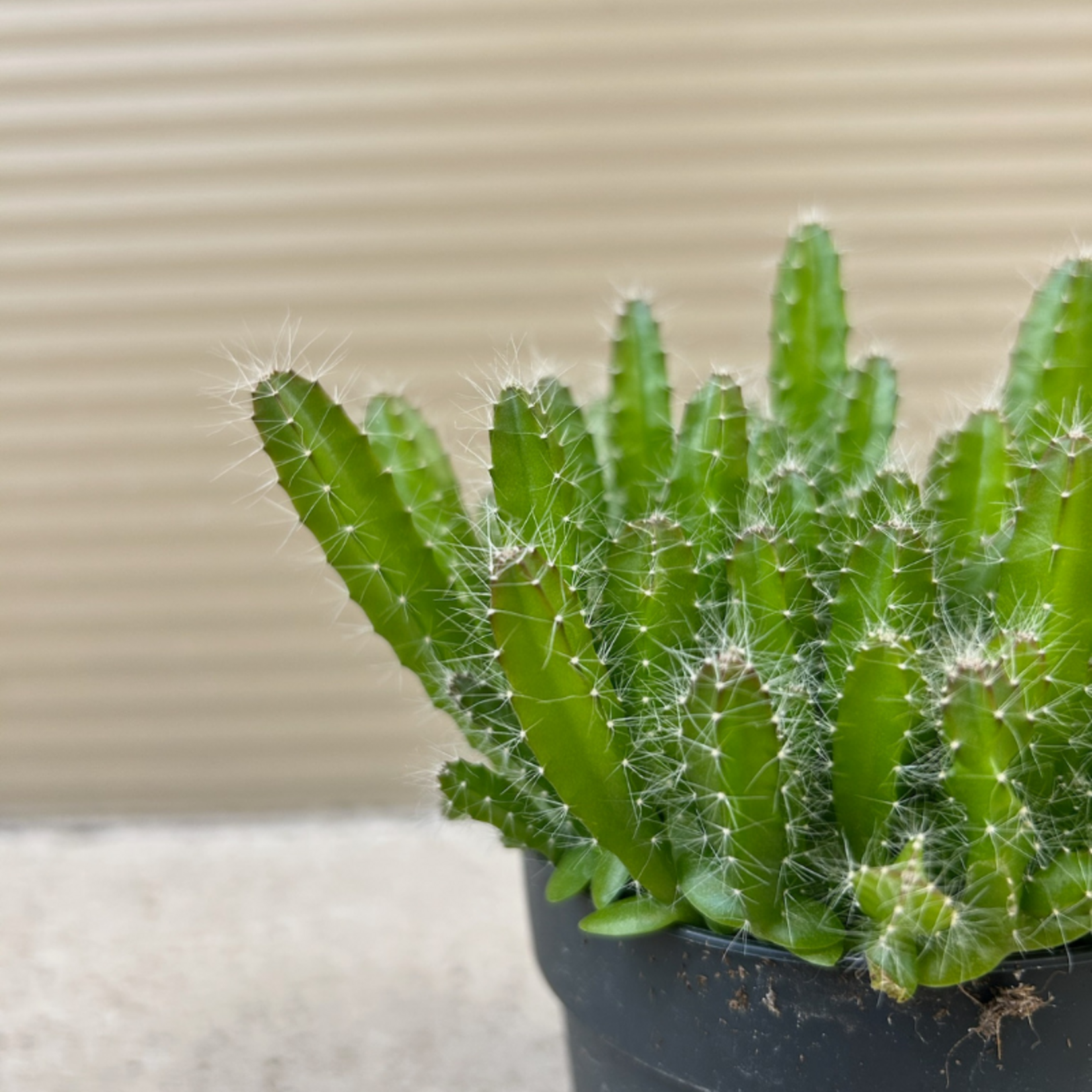 Hylocereus Andatus M