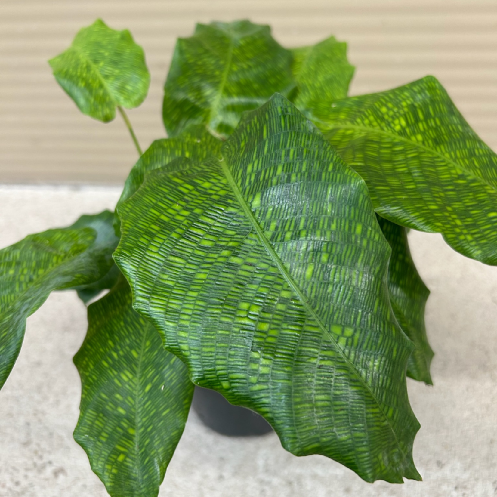 Calathea Network M