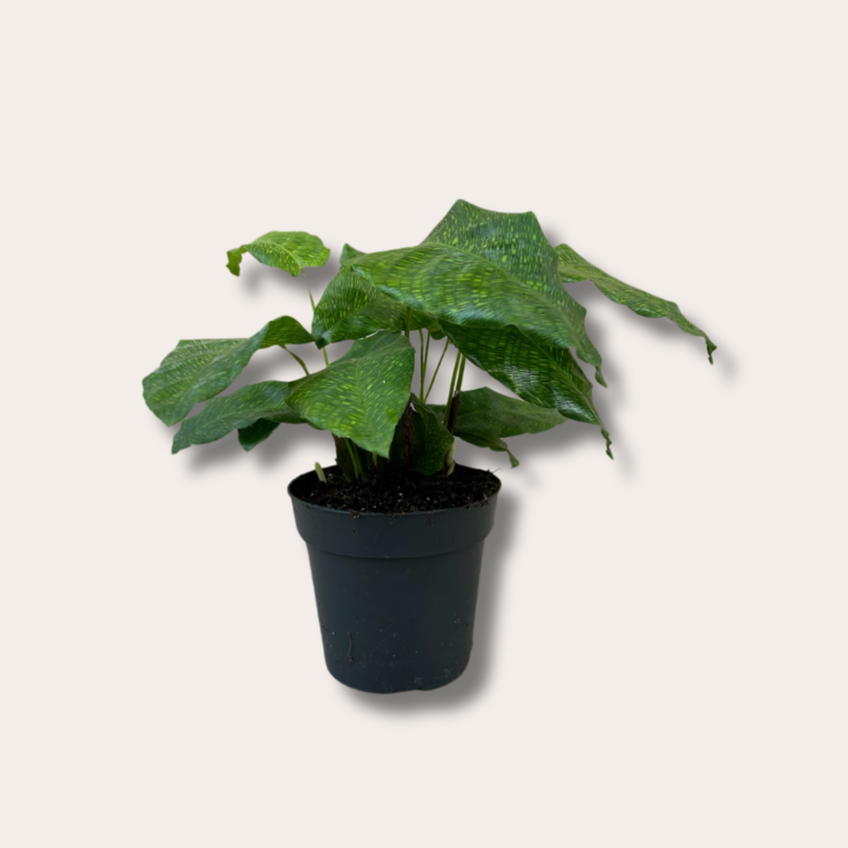 Calathea Network M