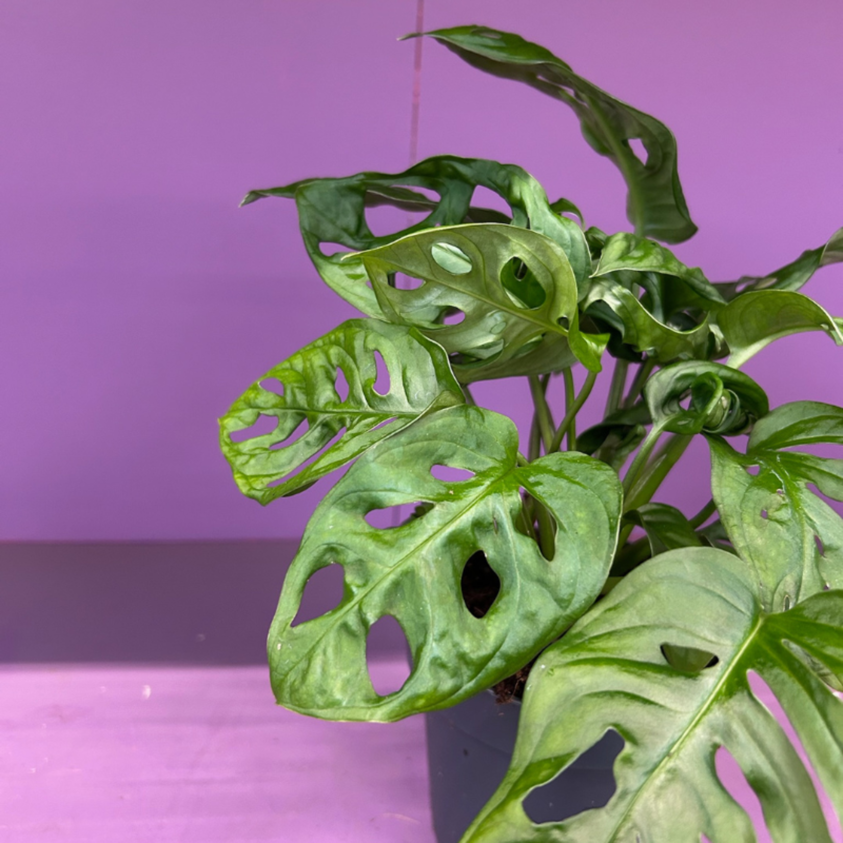 Monstera - Monkey Mask