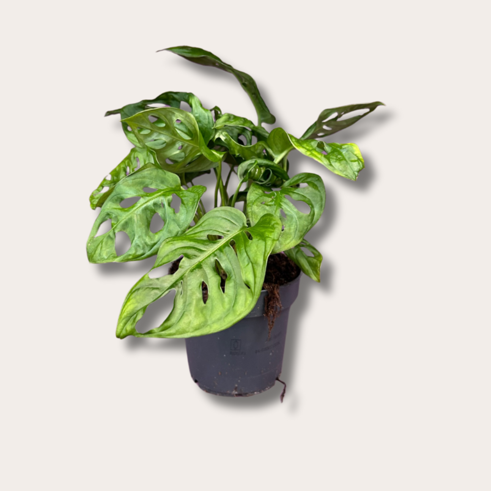 Monstera - Monkey Mask