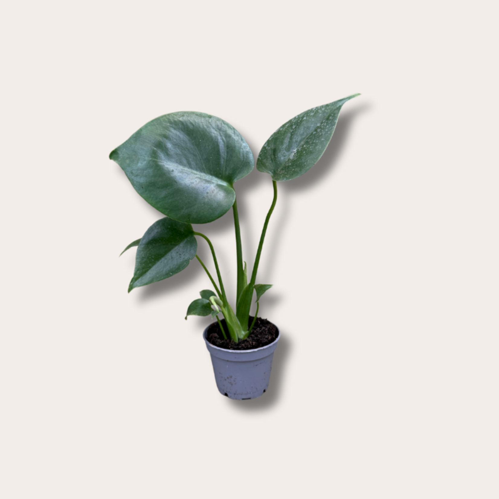 Monstera deliciosa - S