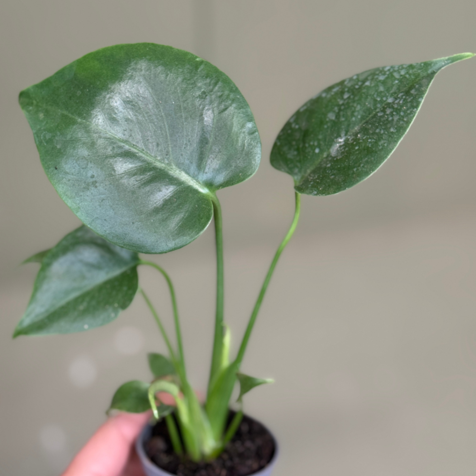 Monstera deliciosa - S