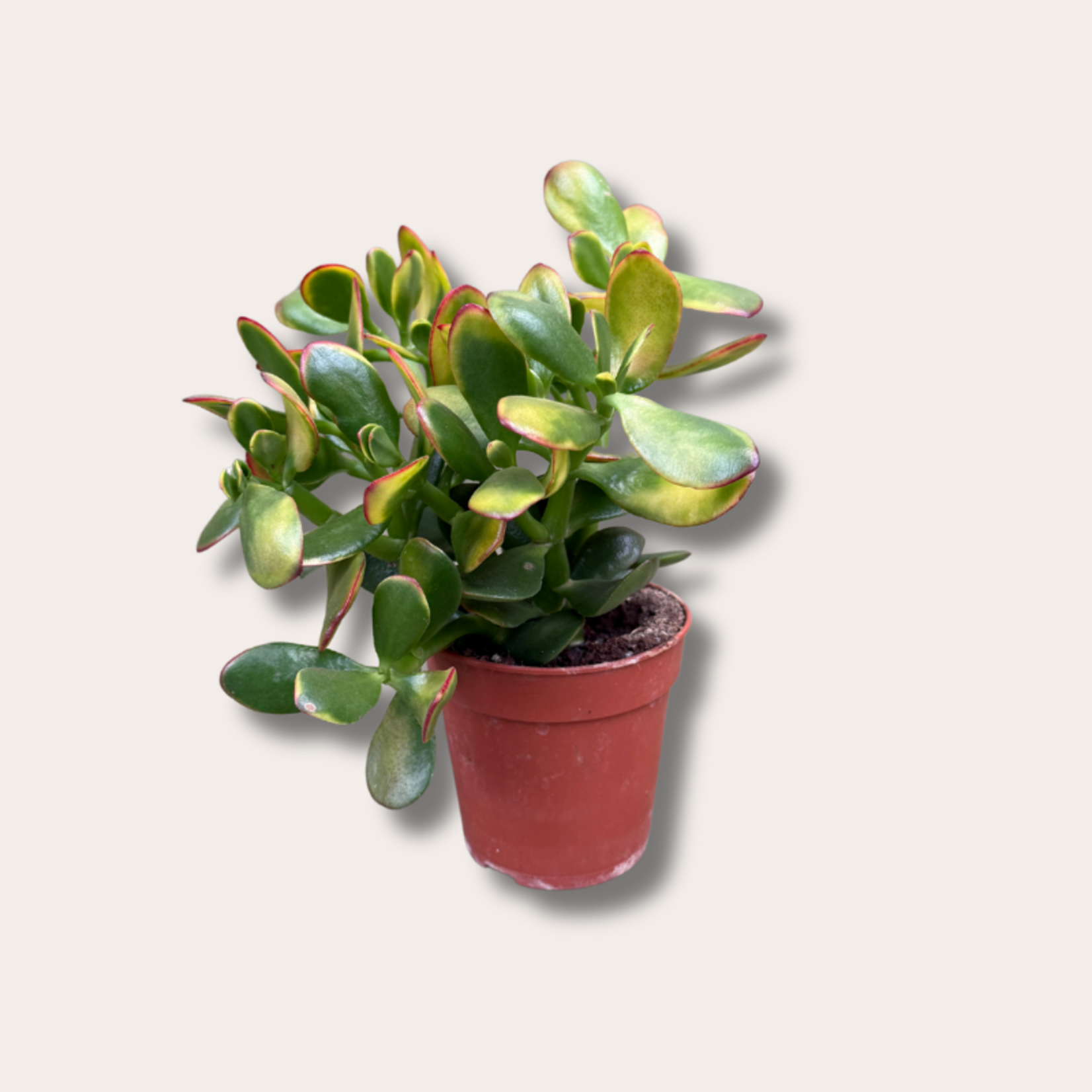 Crassula ovata "Sunset"