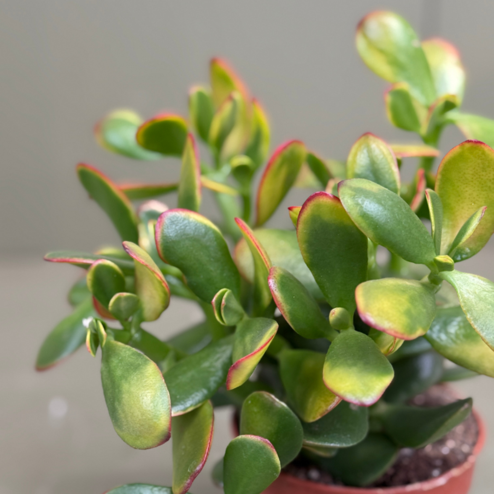 Crassula ovata "Sunset"