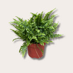 Nephrolepis exal. Vitale